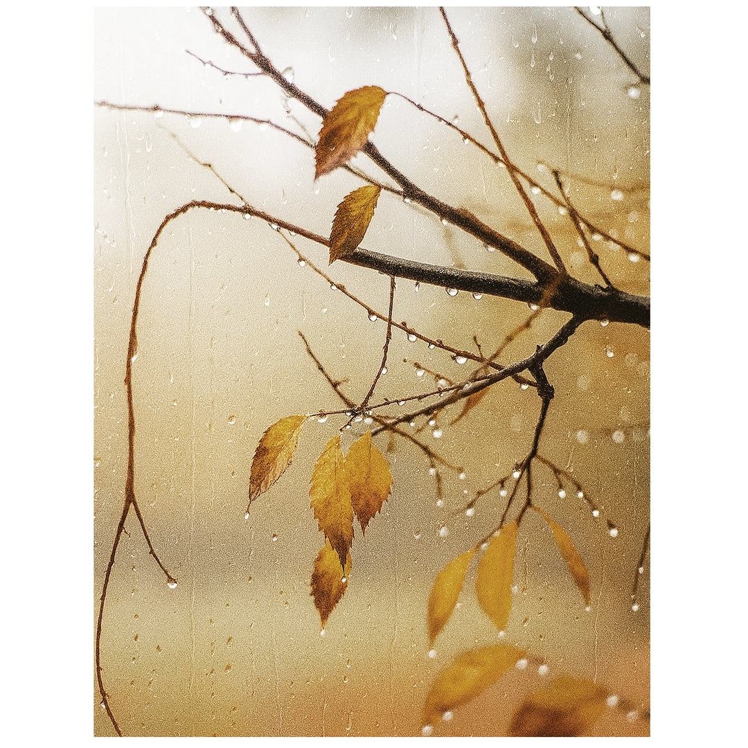 November Rain