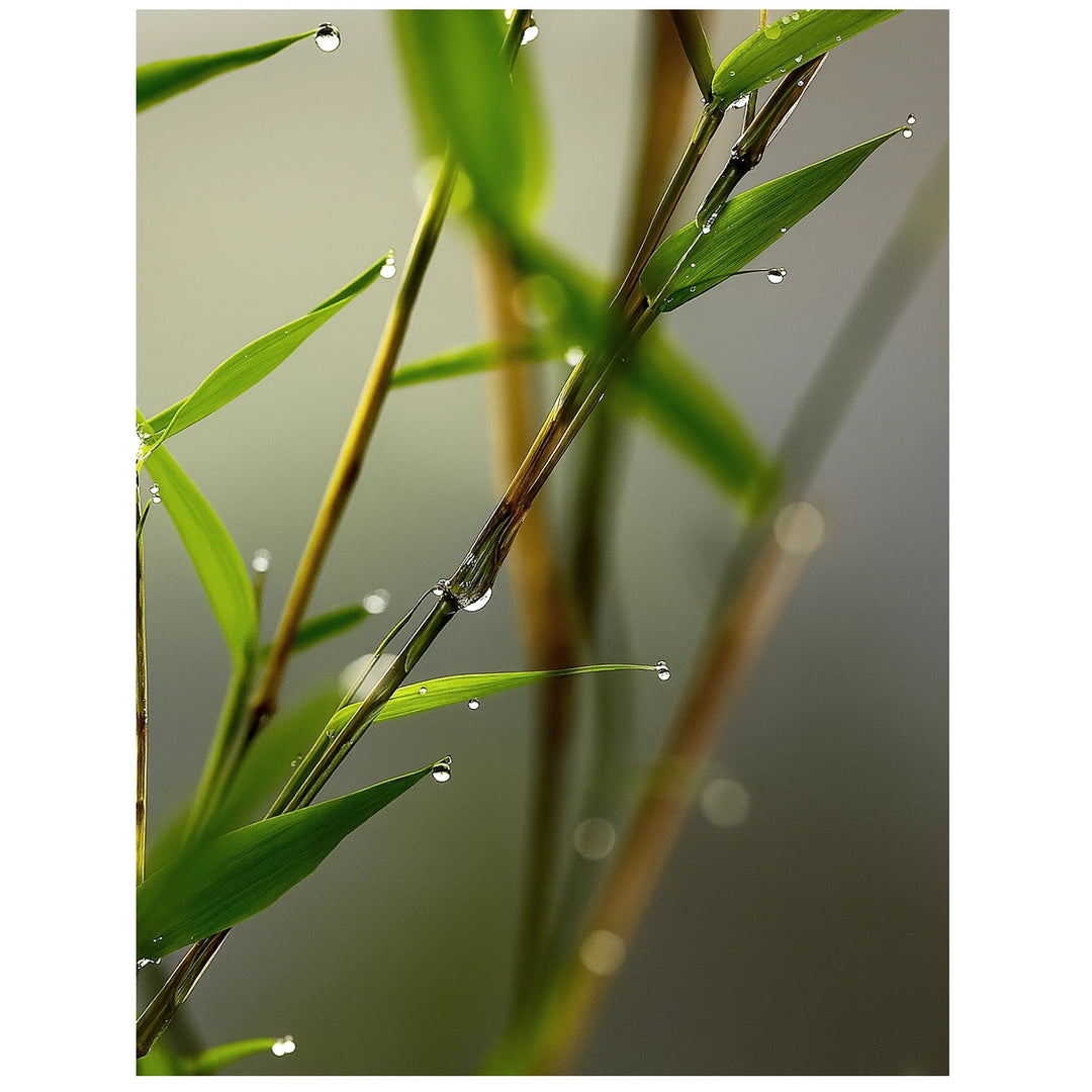 Quiet Bamboo