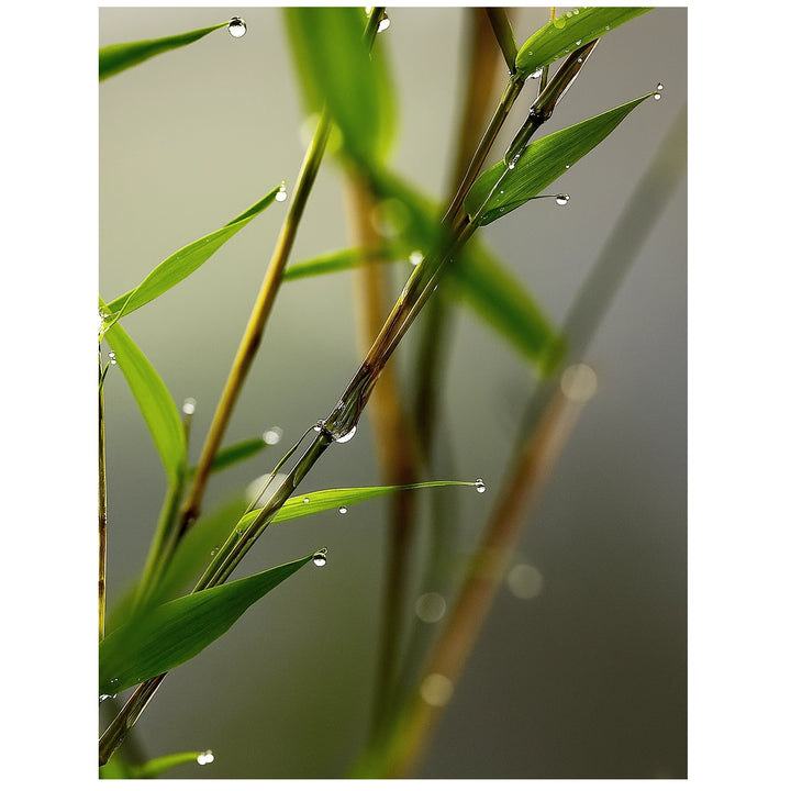 Quiet Bamboo